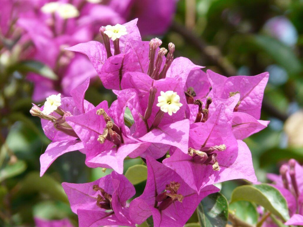 bougainvillea