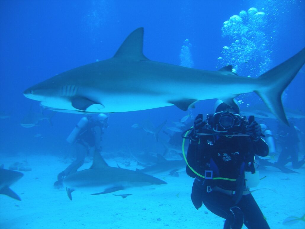 Blacktip Reef Shark